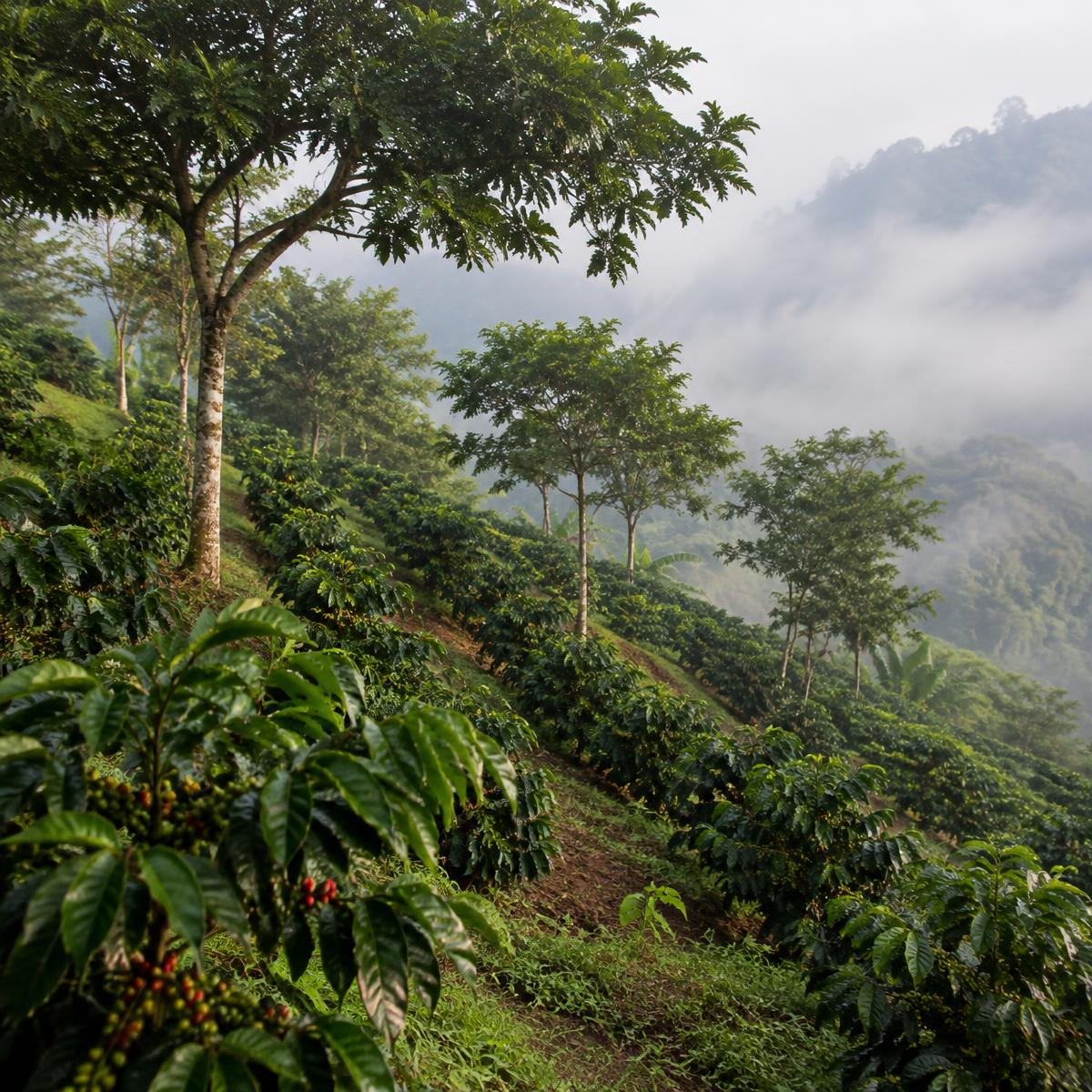 Coffee shrubs on a misty mountain hillside