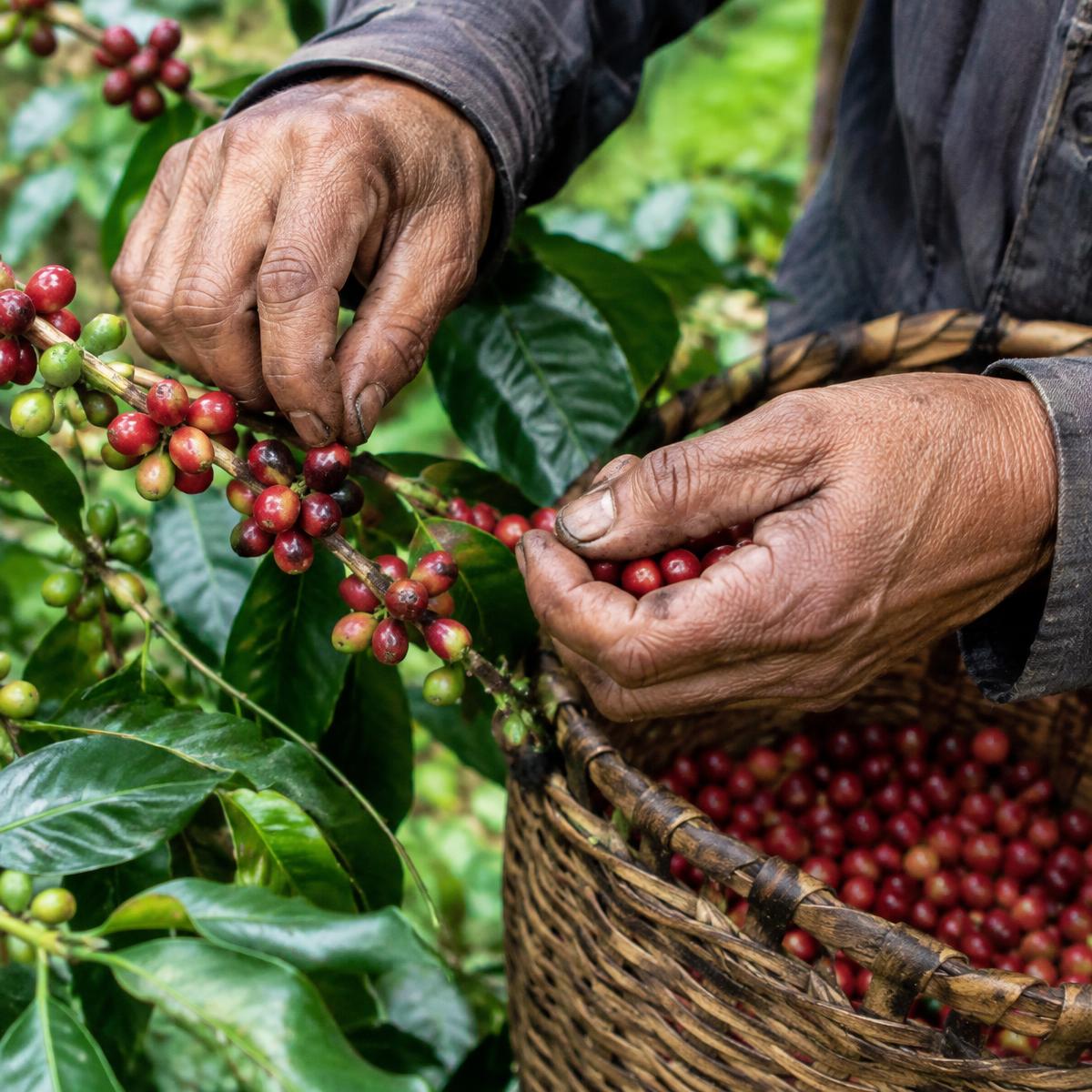 Hands picking ripe coffee cherries into a basket